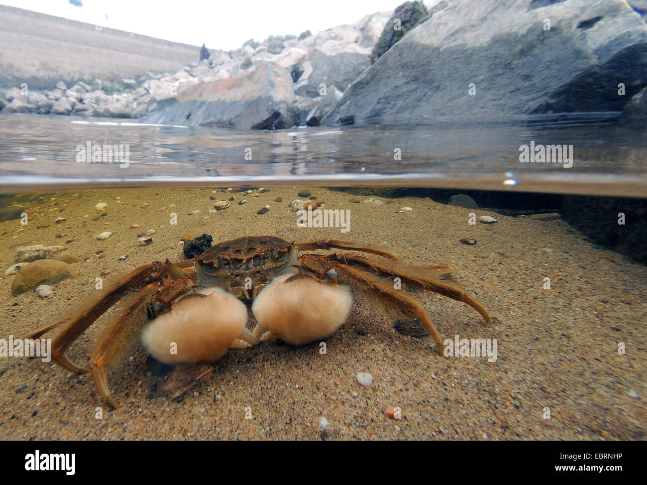 Chinesische Fäustling Krabbe (Eriocheir Sinensis), am Ufer des Rheins, Deutschland, Nordrhein-Westfalen, Düsseldorf Stockfoto