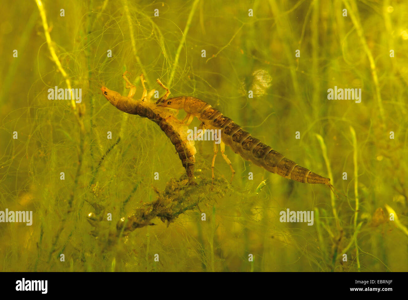 Scavenger Wasserkäfer, pflanzenfressenden Wasserkäfer (Hydrophilidae), Larve ernährt sich von Gefangenen Artgenosse Stockfoto