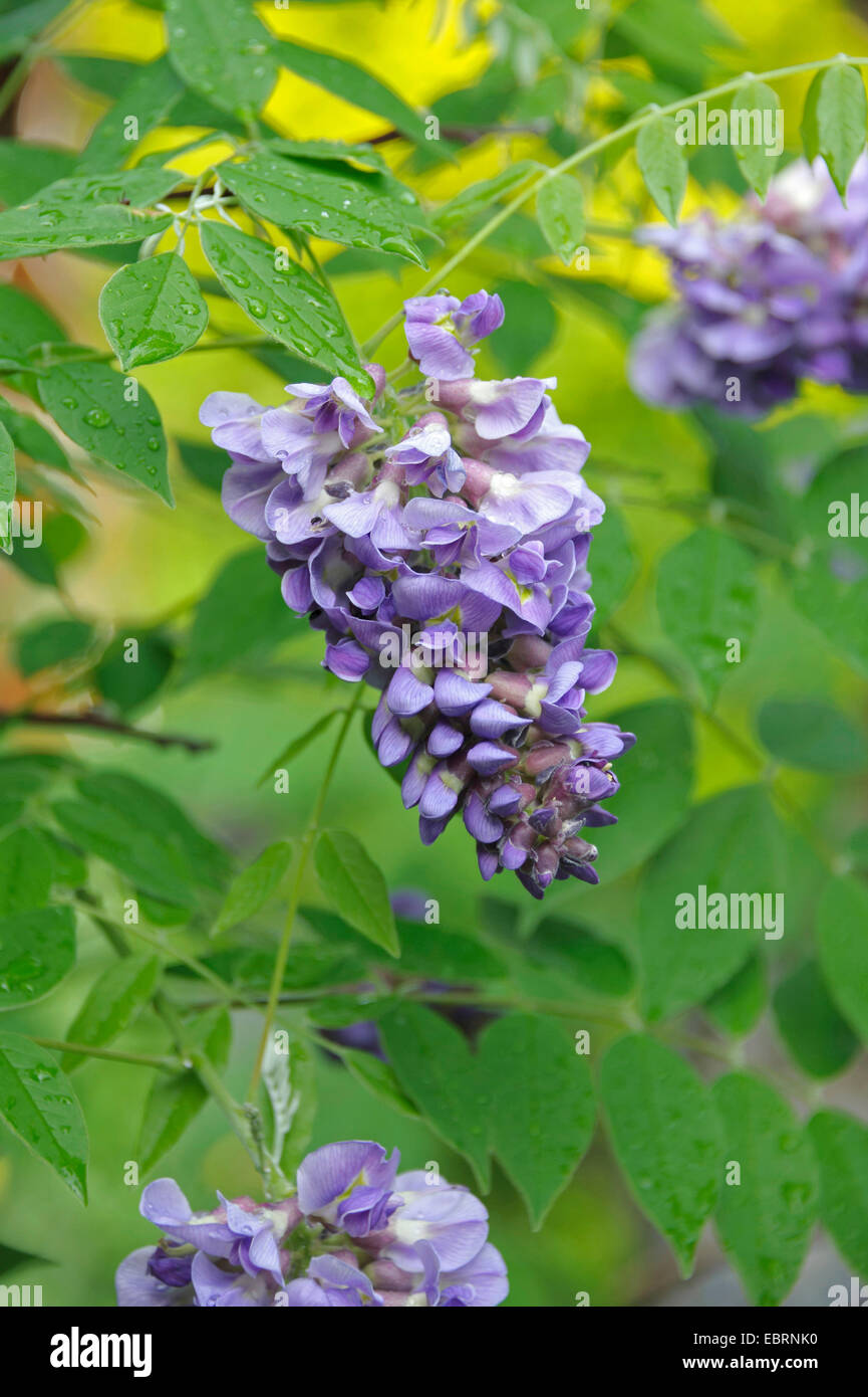 Amerikanische Wisteria (Wisteria Frutescens 'Amethyst Falls', Wisteria Frutescens Amethyst Falls), Sorte Amethyst Falls, Deutschland Stockfoto