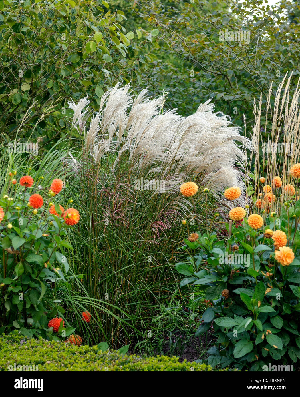 Chinesische Silber Rasen, Zebra Rasen, Tigergras (Miscanthus Sinensis 'Silberfeder', Miscanthus Sinensis Silberfeder), Silberfeder Sorte mit Georginas Stockfoto