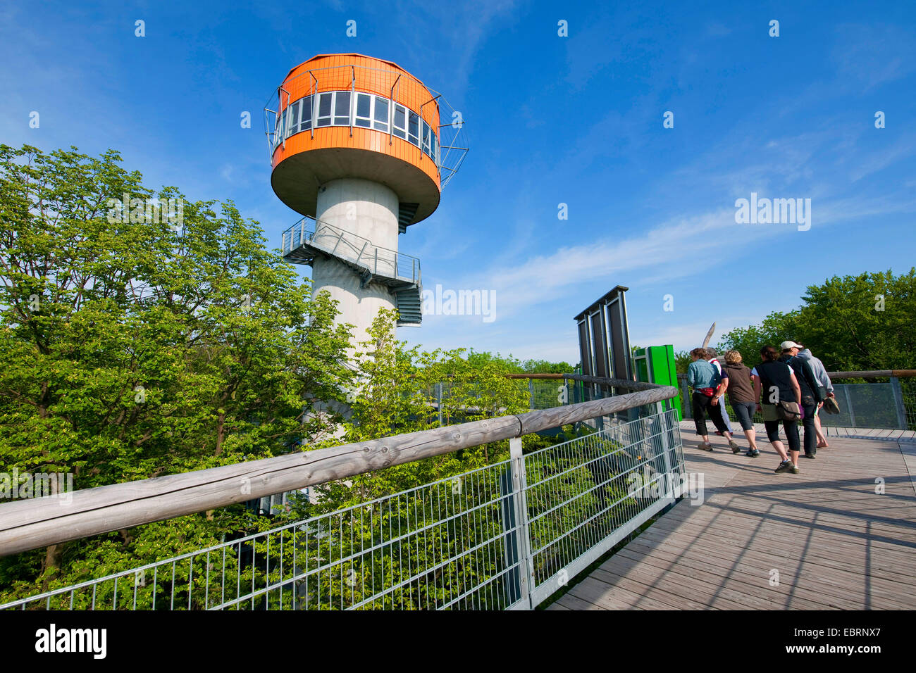 Überdachunggehweg mit Turm und Besucher, Deutschland, Nationalpark Hainich anzeigen Stockfoto