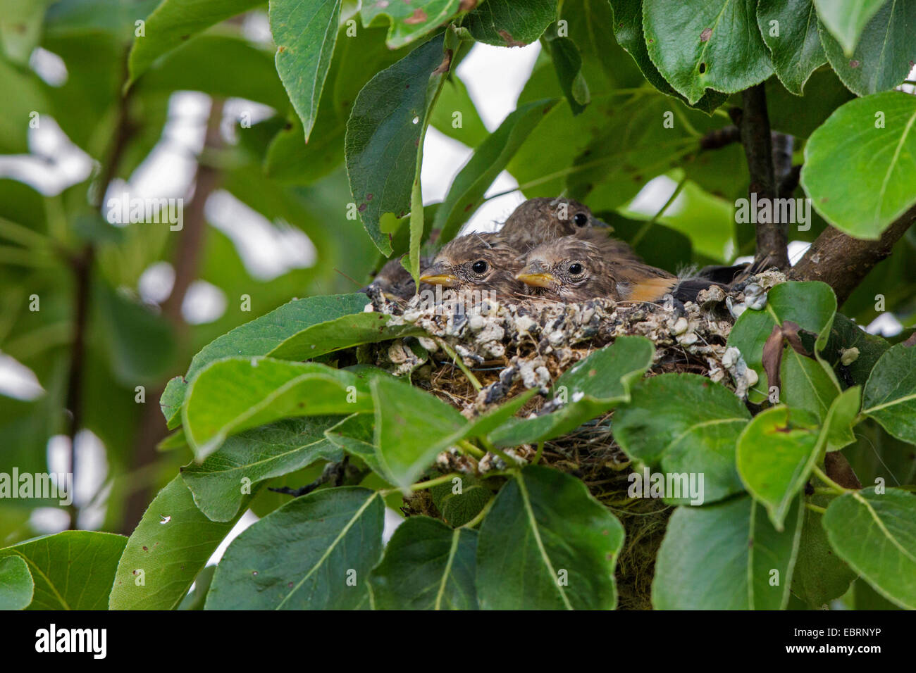Eurasische Stieglitz (Zuchtjahr Zuchtjahr), vollwertige Quietscher in ihrem Nest, Deutschland, Bayern Stockfoto