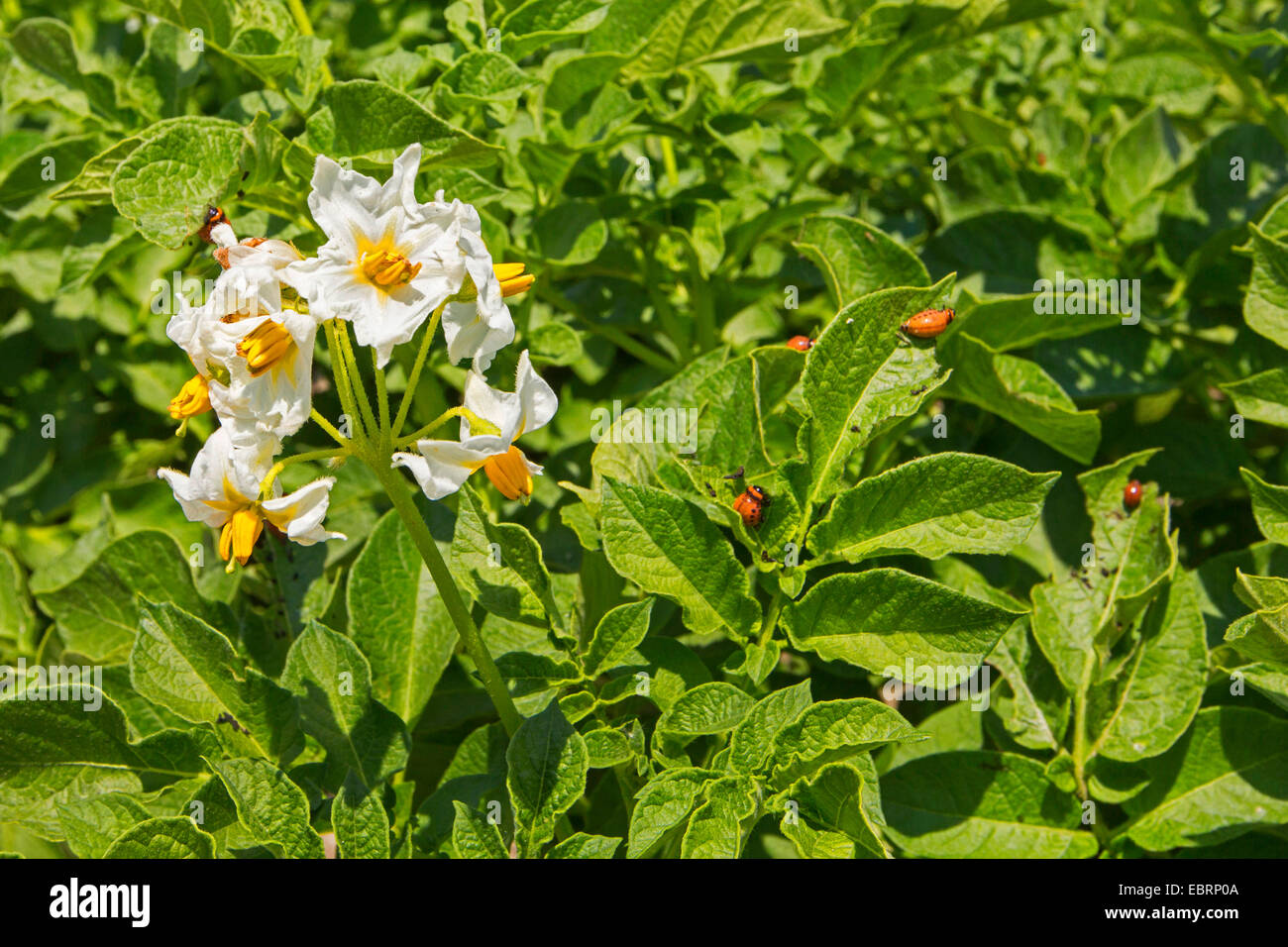 Kartoffelkäfer, Colorado-Käfer, Kartoffelkäfer (Leptinotarsa Decemlineata), Fütterung der Larven auf eine blühende Pflanze, Deutschland, Bayern Stockfoto