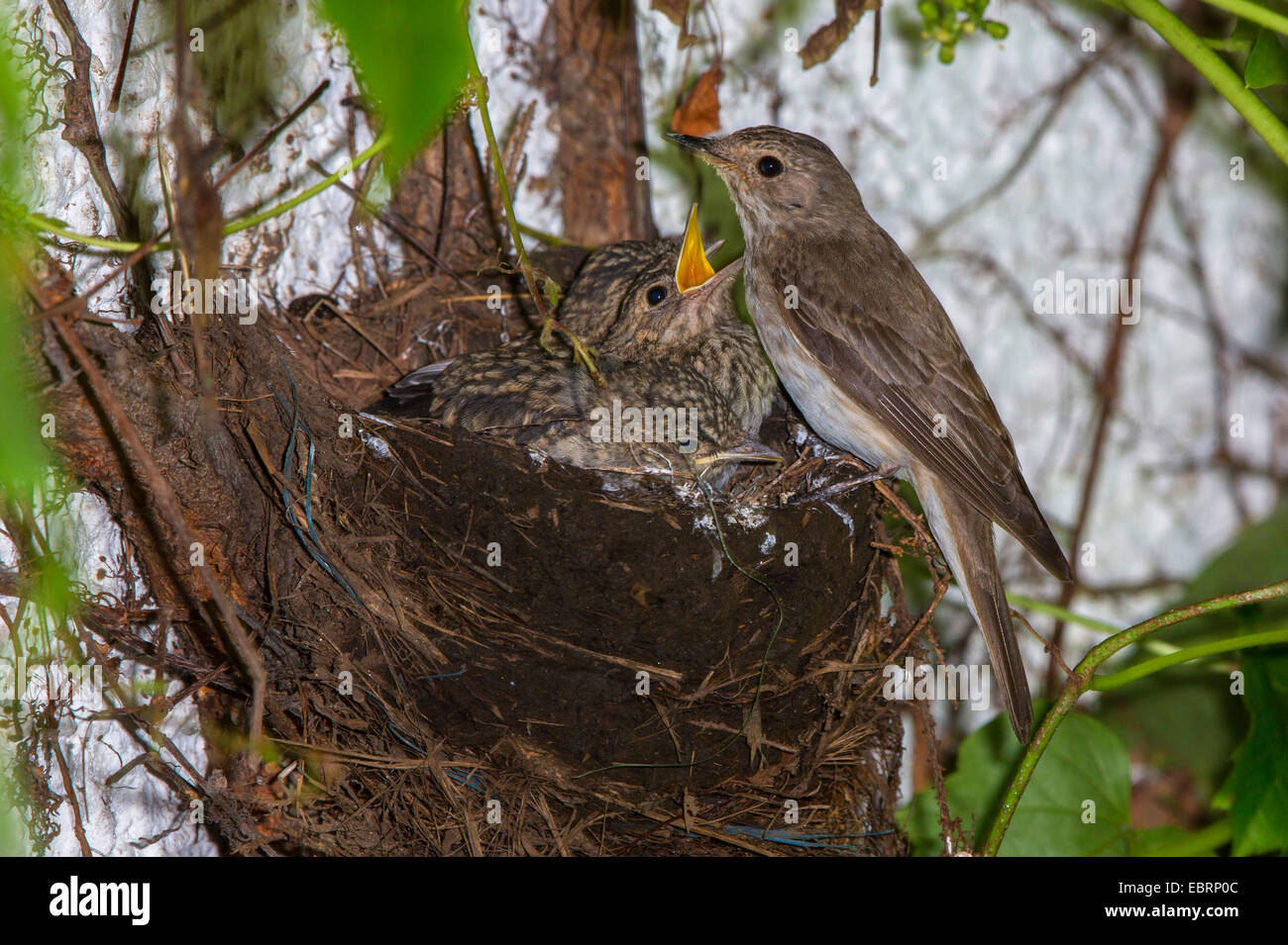 Spotted Flycatcher (Muscicapa Striata), nisten in eine alte Amsel Nest, RSS-Feeds fast flügge Quietscher, Deutschland, Bayern, Isental Stockfoto