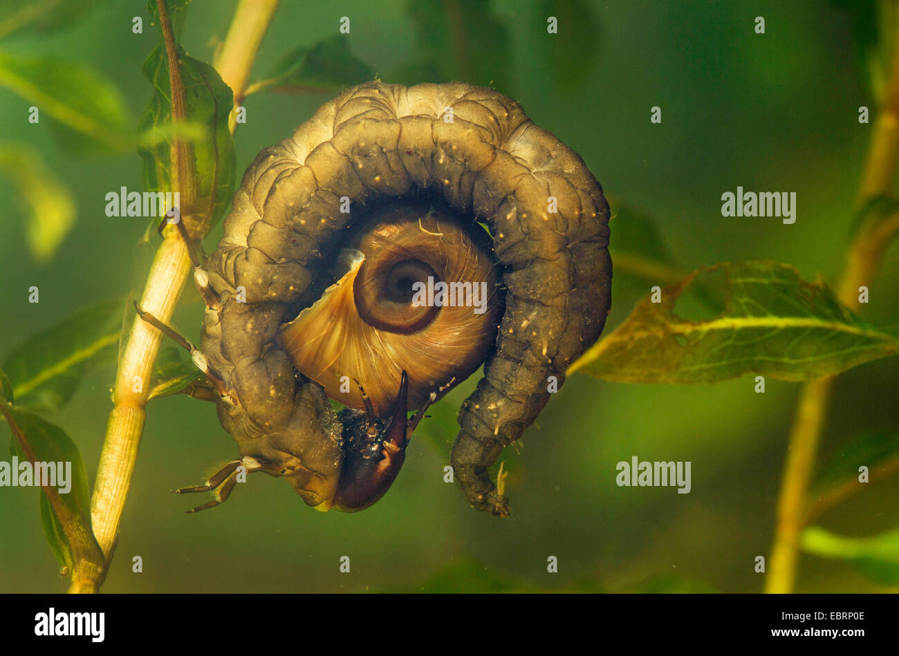 Mehr Silber Käfer, große schwarze Wasser Käfer, große silberne Wasserkäfer, Diving Wasserkäfer (Hydrophilus Piceus, wasserhaltigen Piceus), Larve ernährt sich große Ramshorn, Deutschland Stockfoto