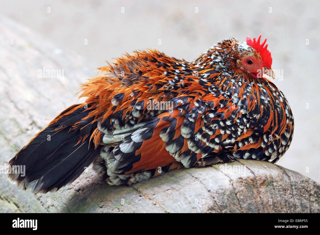 Hausgeflügel (Gallus Gallus F. Domestica), Henne sitzen auf einem Baumstamm, Deutschland Stockfoto