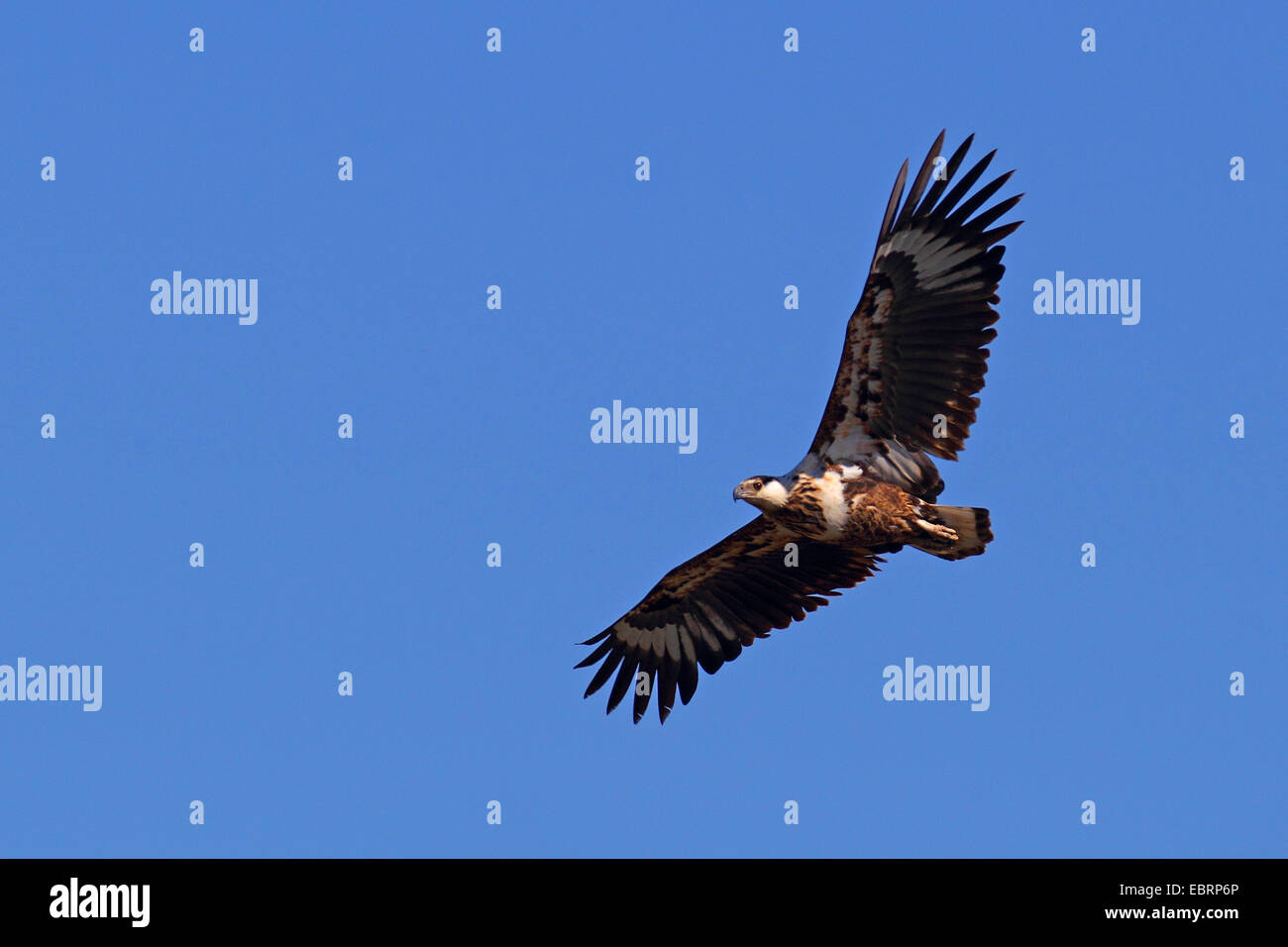 Afrikanische Fischadler (Haliaeetus Vocifer), juvenile fliegen, Südafrika, Krüger Nationalpark Stockfoto