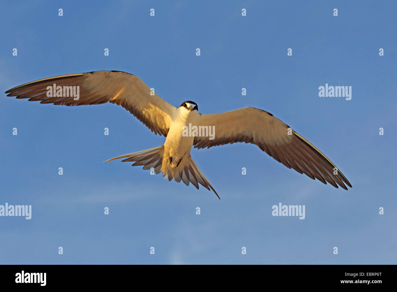 Sooty Tern (Sterna Fuscata), fliegen, Seychellen, Bird Island Stockfoto