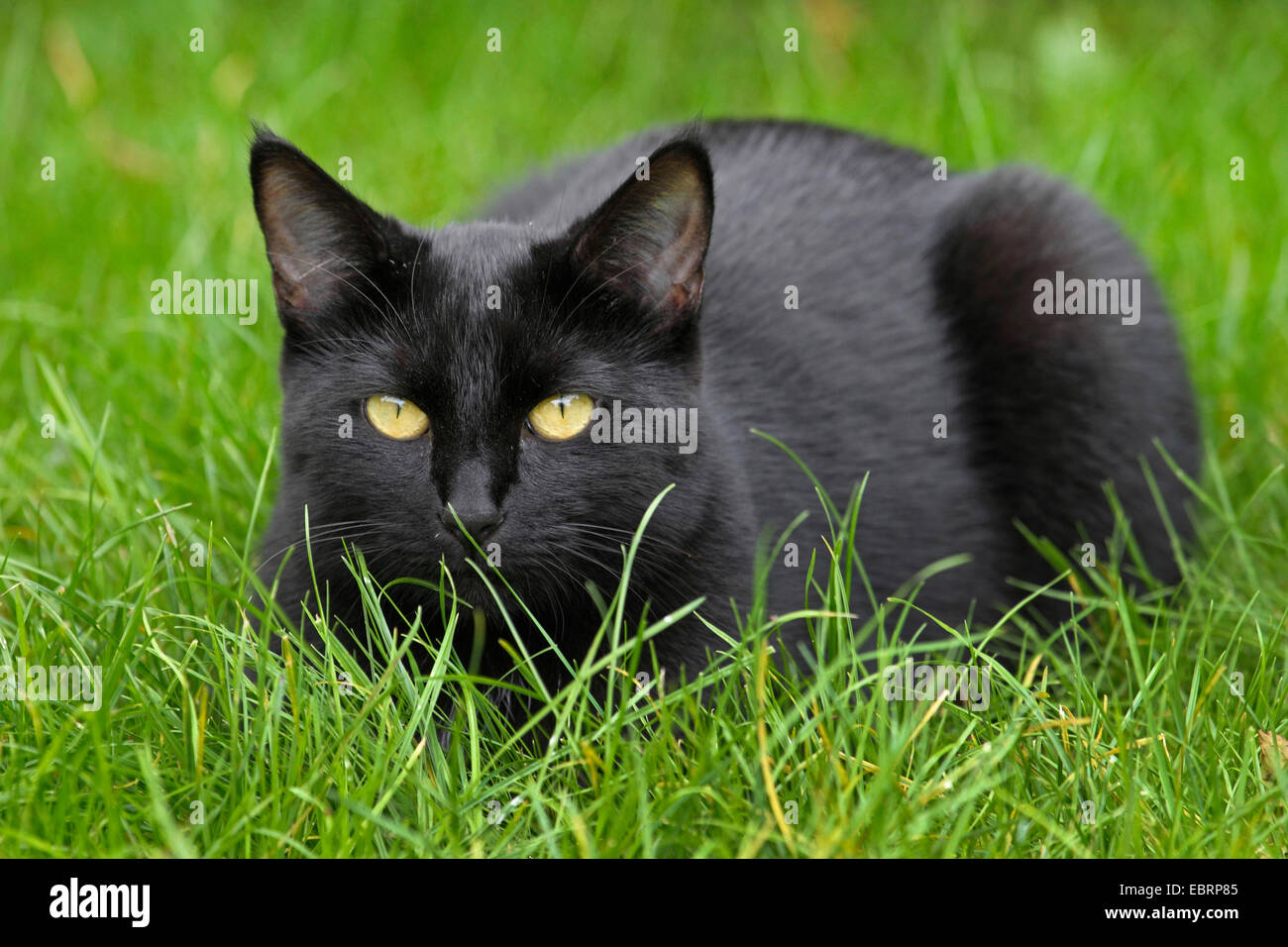 Hauskatze, Haus Katze (Felis Silvestris F. Catus), schwarze Katze auf einer Wiese Stockfoto