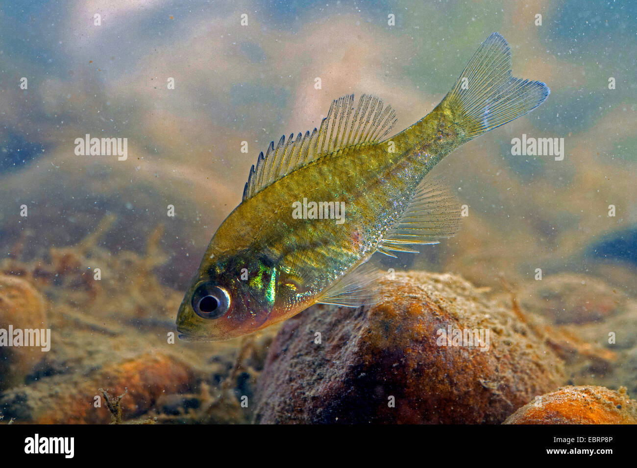 Kürbis-Samen Sunfish, Pumpkinseed (Lepomis Gibbosus), juvenile Stockfoto