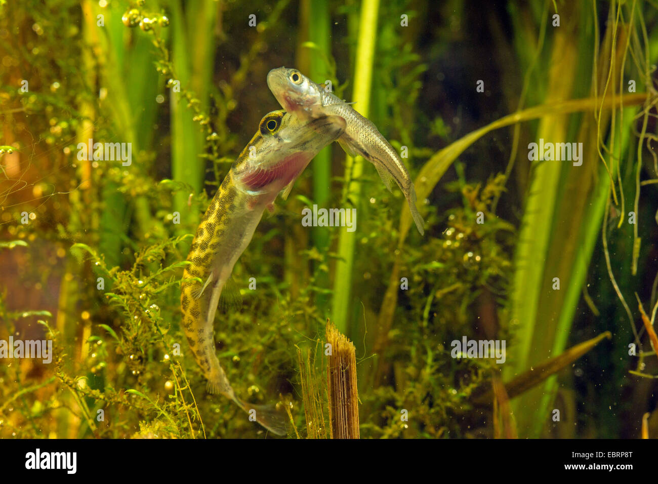 Hecht, Hecht (Esox Lucius), ernährt sich kleine Döbeln, Deutschland Stockfoto