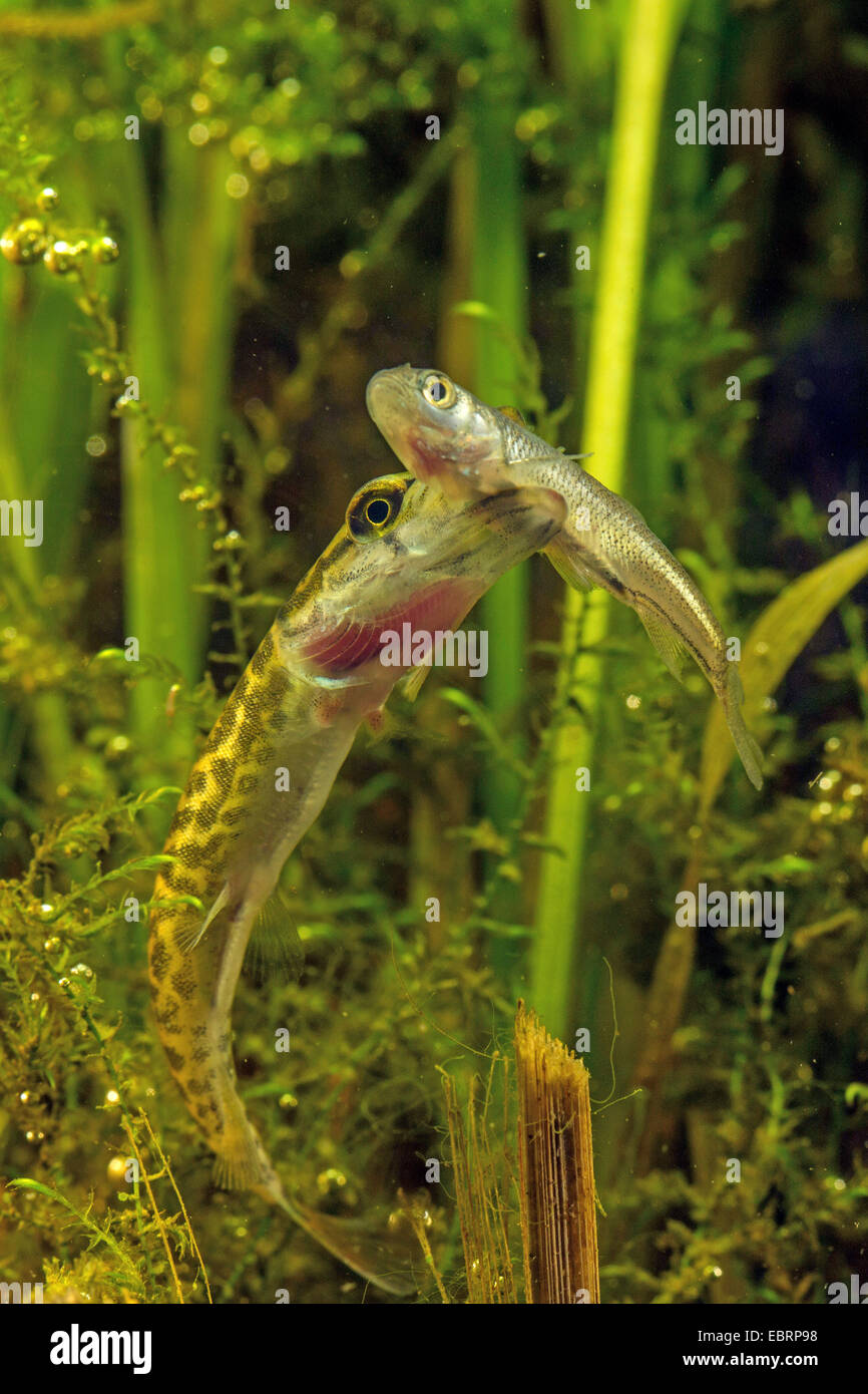 Hecht, Hecht (Esox Lucius), ernährt sich kleine Döbeln, Deutschland Stockfoto