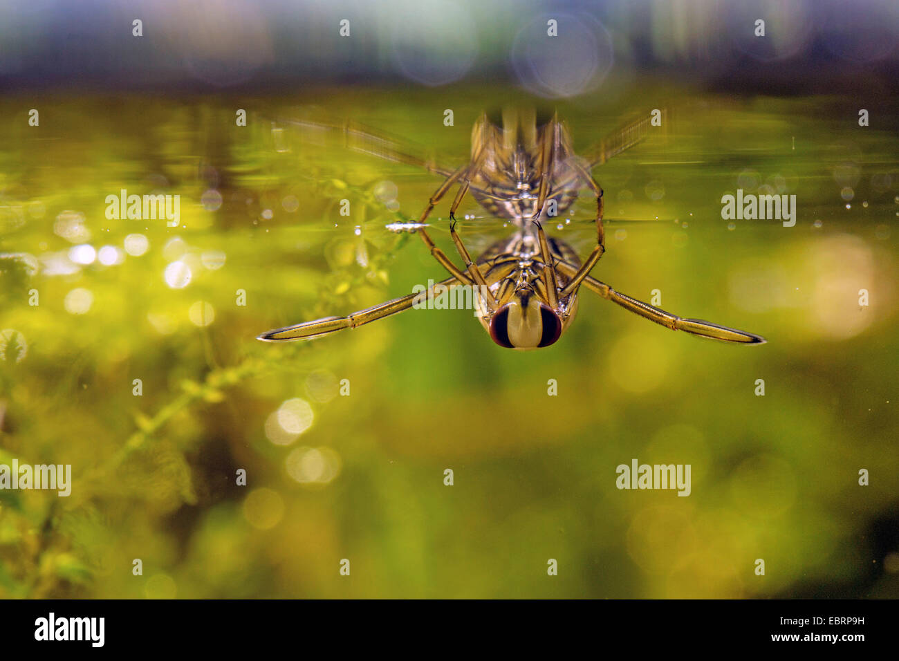 Backswimmer (vgl. Notonecta Glauca), bei der Kokosblättern mit Spiegelbild, Deutschland Stockfoto