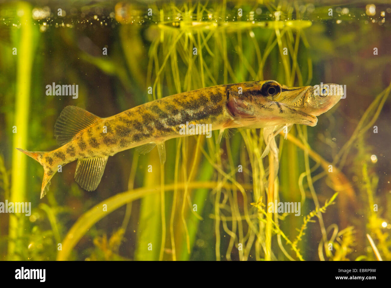 Hecht, Hecht (Esox Lucius), ernährt sich kleine Döbeln, Deutschland Stockfoto