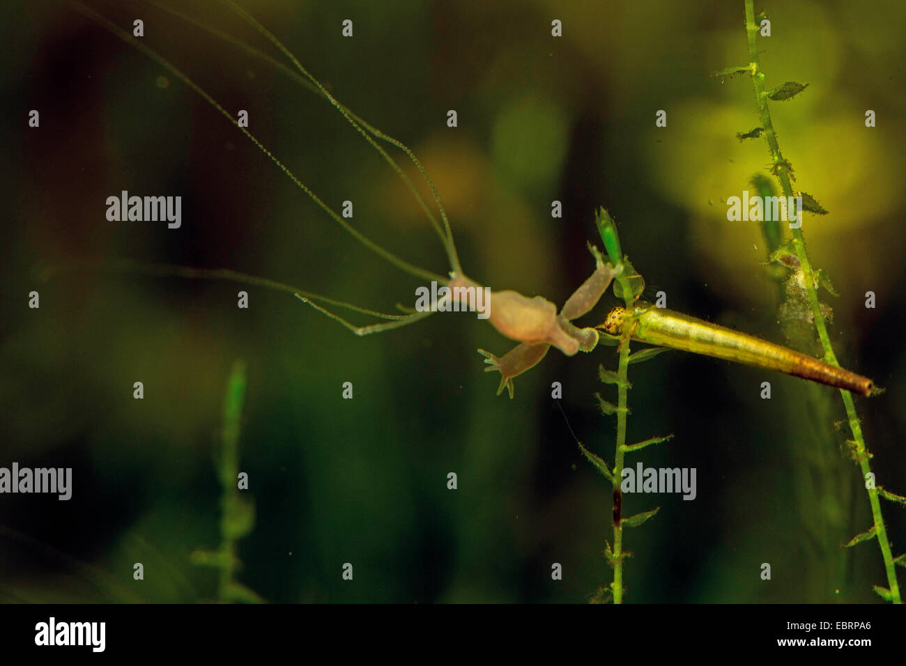 Braun europäischen Hydra (vgl. Hydra Vulgaris), bei Unterwasser Moos Stockfoto