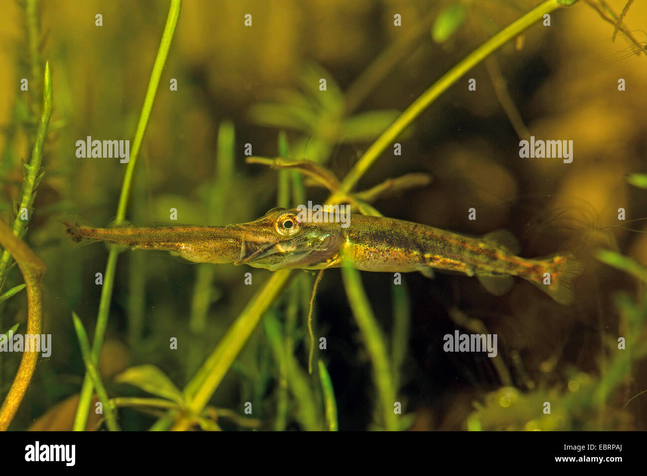 Hecht, Hecht (Esox Lucius), junge Tiere essen Hecht Larve, Deutschland Stockfoto