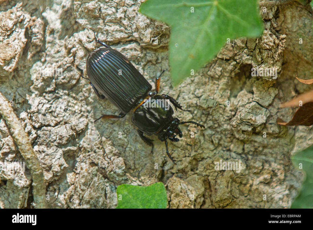 Gehörnten Passalus (Odontotaenius Disjunctus), auf Rinde, Tennessee, USA, Great Smoky Mountains National Park Stockfoto