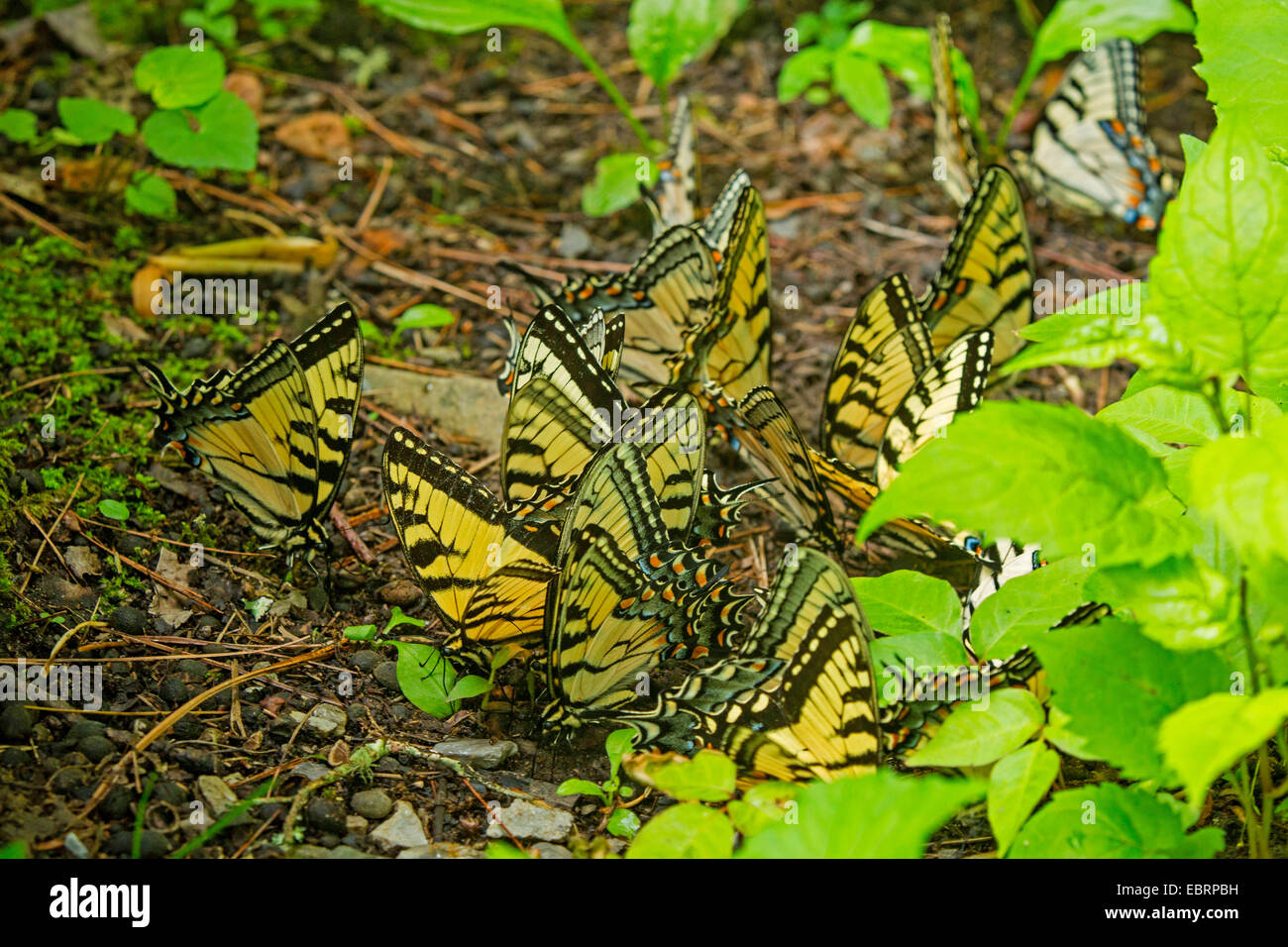 Östliche Tiger Schwalbenschwanz (Papilio Glaucus), Schwarm an Mineral gut, Tennessee, USA, Great Smoky Mountains National Park Stockfoto