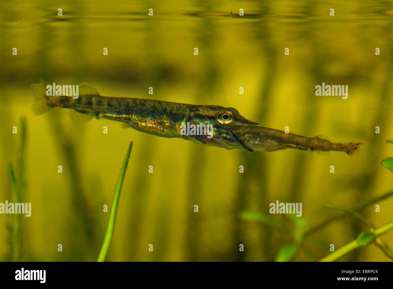 Hecht, Hecht (Esox Lucius), junge Tiere essen Hecht Larve, Deutschland Stockfoto