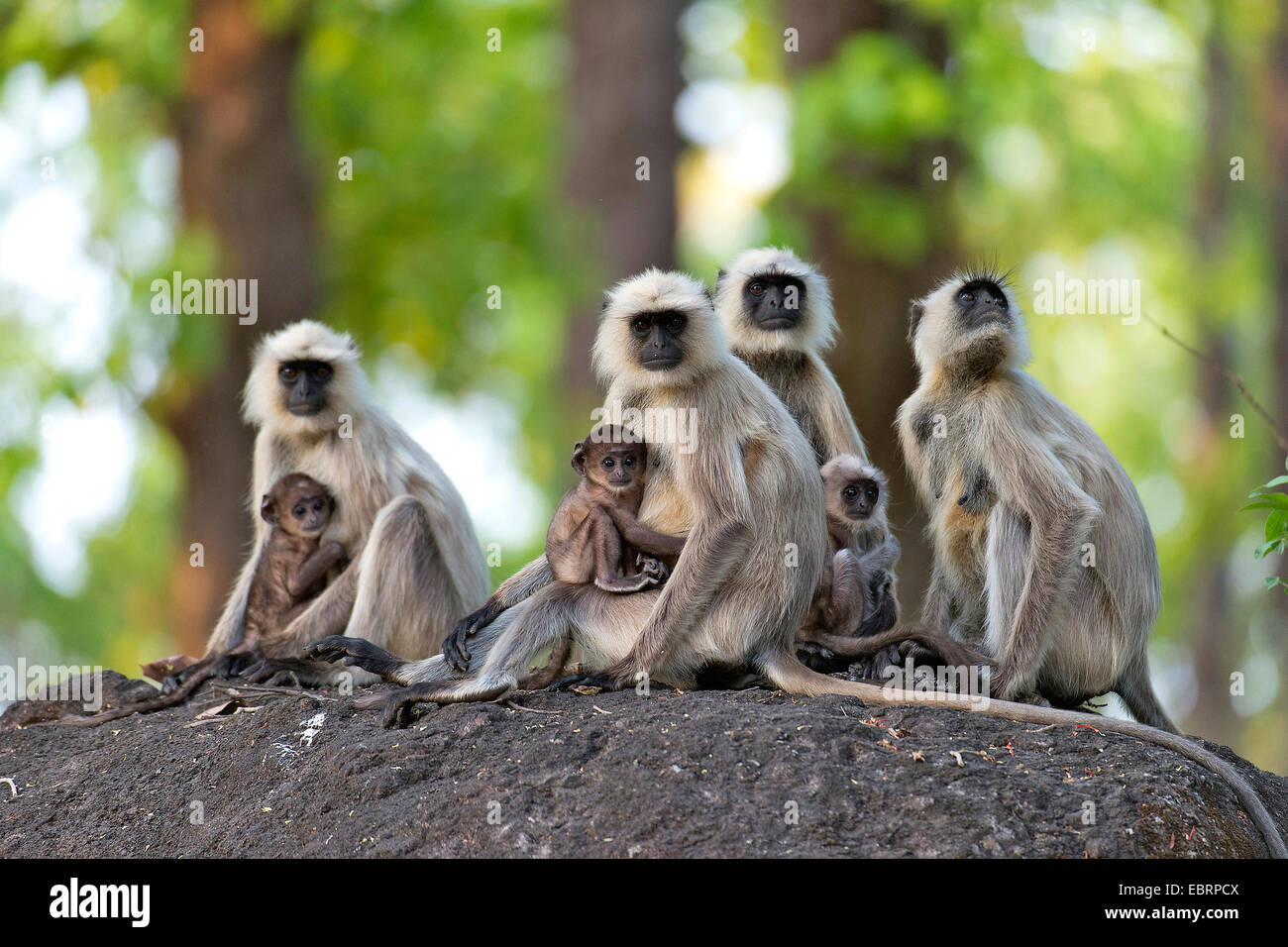 Südliche Tiefebene grau Languren, graue Languren Affen (Semnopithecus Dussumieri), Weibchen mit ihren Jungtieren auf einem Fels, Indien, Kanha Nationalpark Stockfoto