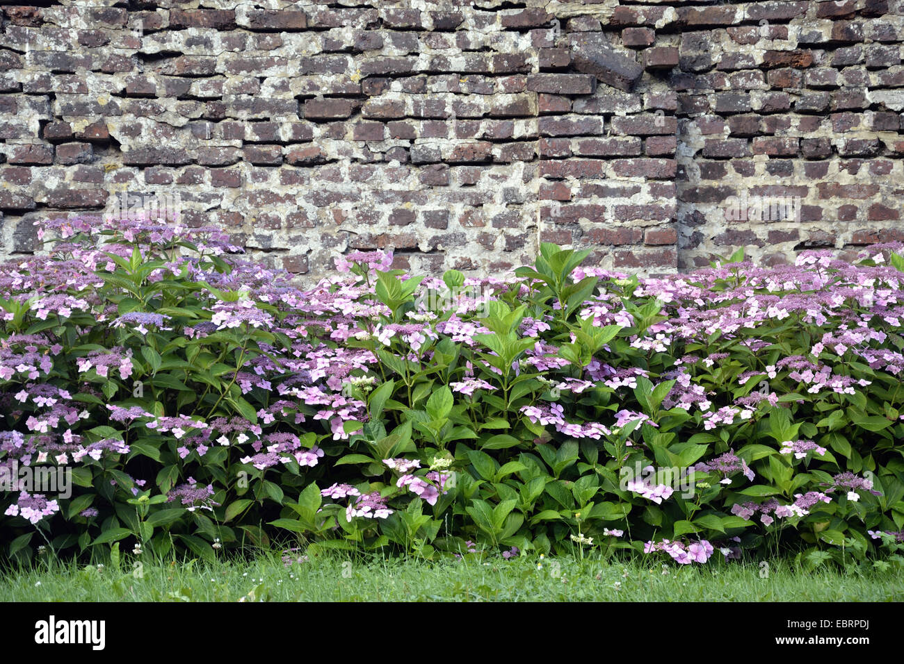 Garten Hortensien, spitze Kappe Hortensie (Hydrangea macrophylla) Hortensie an einer alten Mauer, Frankreich, Normandie, NeufchÔtel-en-Bray Stockfoto