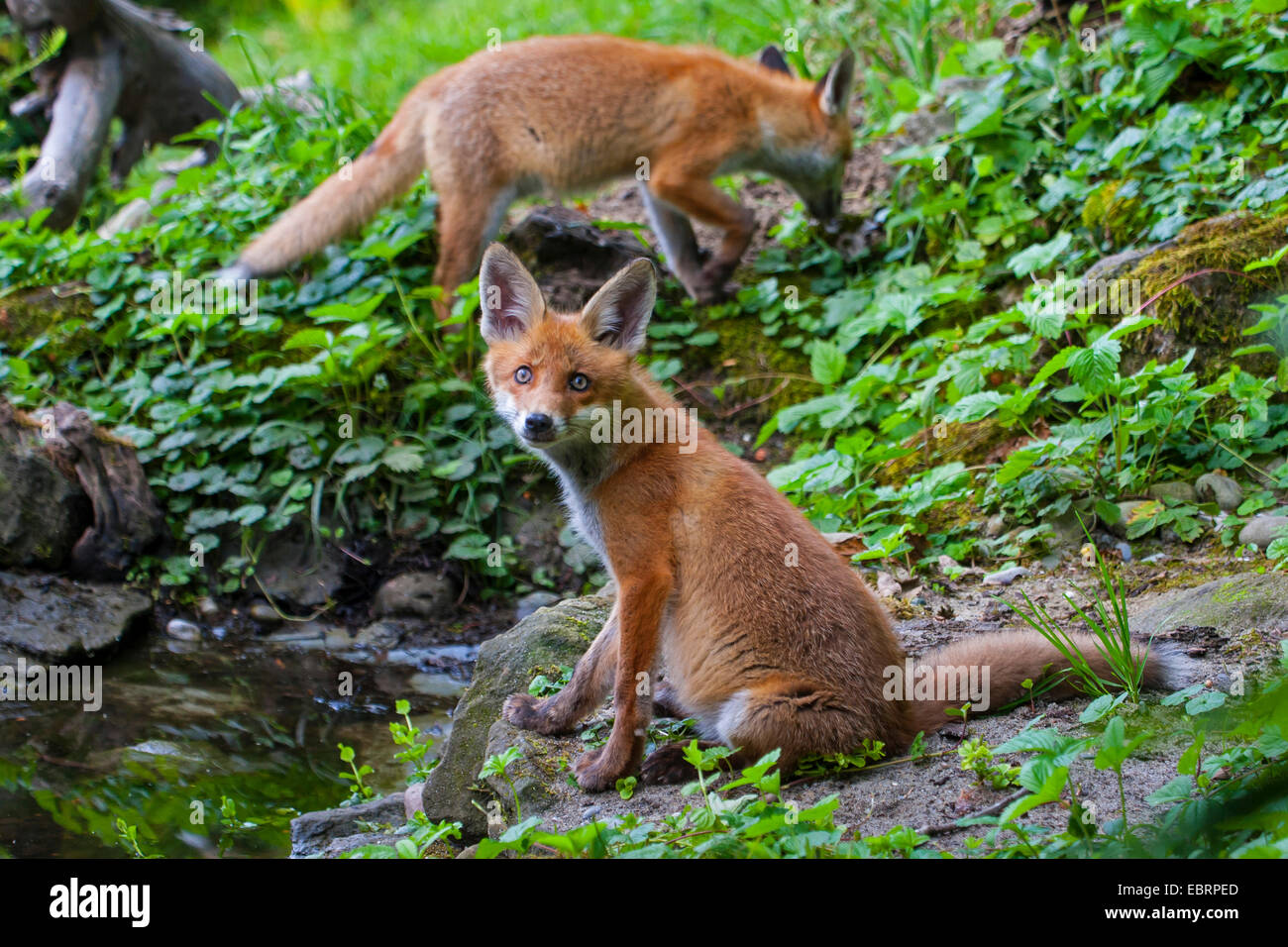 Rotfuchs (Vulpes Vulpes), zwei juvenile Füchse an einem Wald Teich, Schweiz, Sankt Gallen Stockfoto