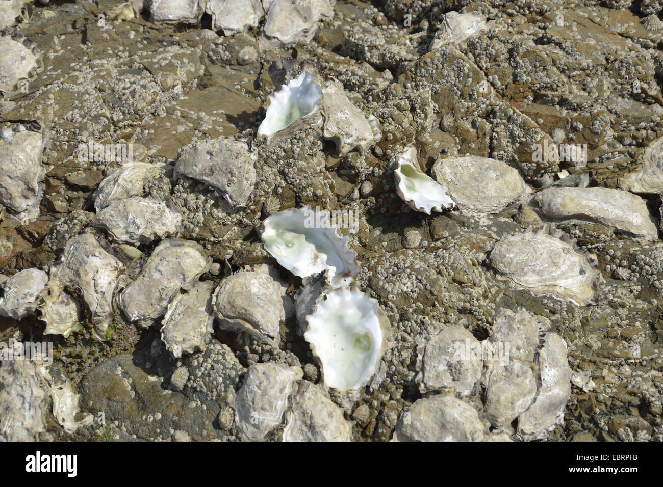 Pazifische Auster schalenförmige, schalenförmig Mangrove Auster (Crassostrea Rhizophorae), Leben in der wilden Austern bei Ebbe, Frankreich, Bretagne Stockfoto