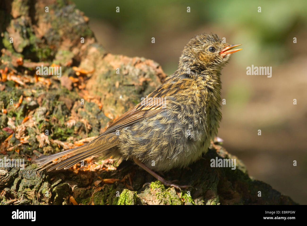 Heckenbraunelle (Prunella Modularis), junge auf einem Wurzelstock, Deutschland, Nordrhein-Westfalen Stockfoto