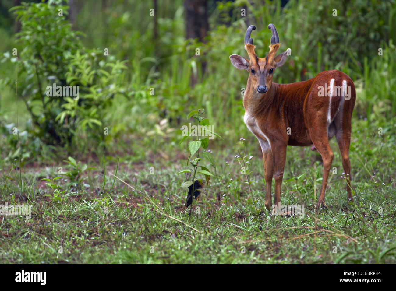 Barking Deer, Kakar, indischer Muntjak (Muntiacus Muntjak) männlich im Wald Rand, Thailand, Khao Yai Nationalpark Stockfoto