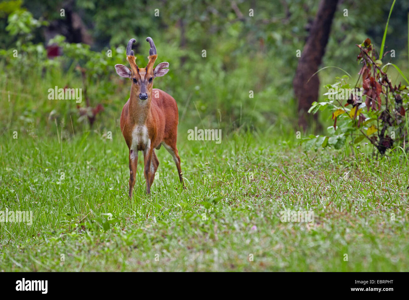 Barking Deer, Kakar, indischer Muntjak (Muntiacus Muntjak), Männchen in eine Wiese, Thailand, Khao Yai Nationalpark Stockfoto