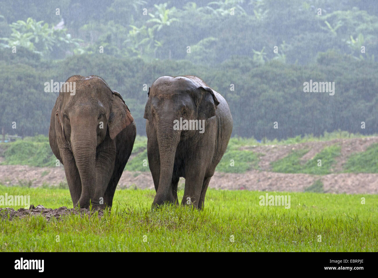 Asiatischer Elefant, Asiatischer Elefant (Elephas Maximus), zwei Elefanten bei starkem Regen, Thailand, Chiang Mai Stockfoto