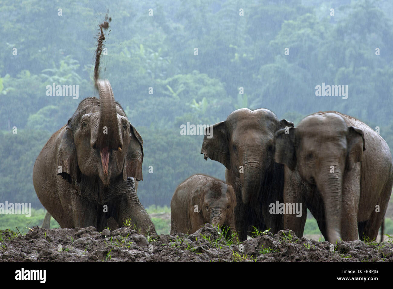 Asiatischer Elefant, Asiatischer Elefant (Elephas Maximus), Herde im Schlammbad, Thailand, Chiang Mai Stockfoto