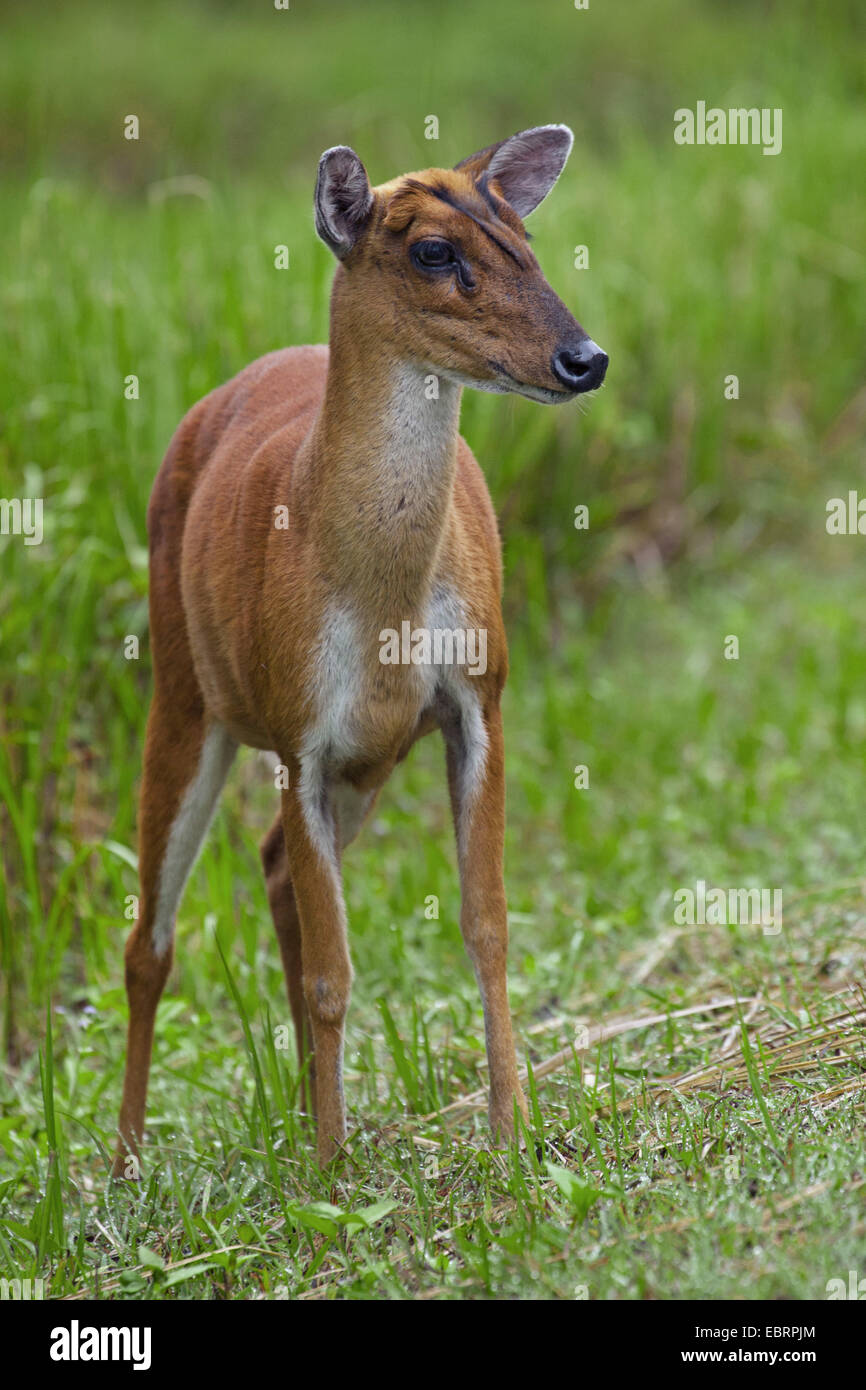 Barking Deer Kakar, indischer Muntjak (Muntiacus Muntjak), Weiblich, Thailand, Khao Yai Nationalpark Stockfoto