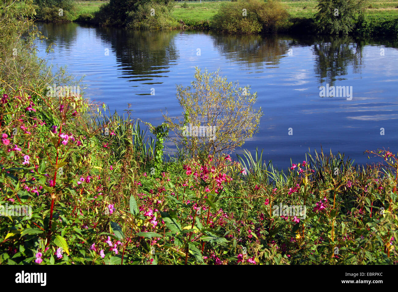 Drüsige Springkraut, indisches Springkraut, rote Springkraut, ornamentale Springkraut, des Polizisten Helm (Impatiens Glandulifera) Ufer des Flusses Ruhr mit blühenden Indische Springkraut, Deutschland, Nordrhein-Westfalen Stockfoto