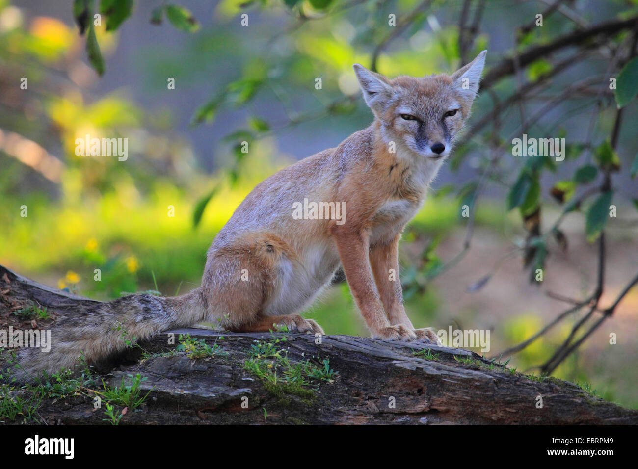 Corsac Fuchs (Vulpes Corsac), sitzen an einem toten Baumstamm Stockfoto