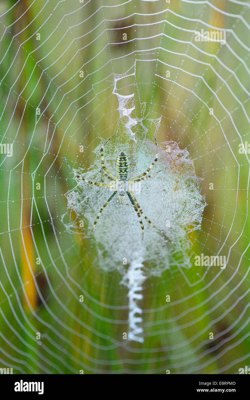 Schwarz-gelbe Argiope, schwarz und gelb Kreuzspinne (Argiope Bruennichi), Spinne in einem Web, Deutschland, Bayern Stockfoto