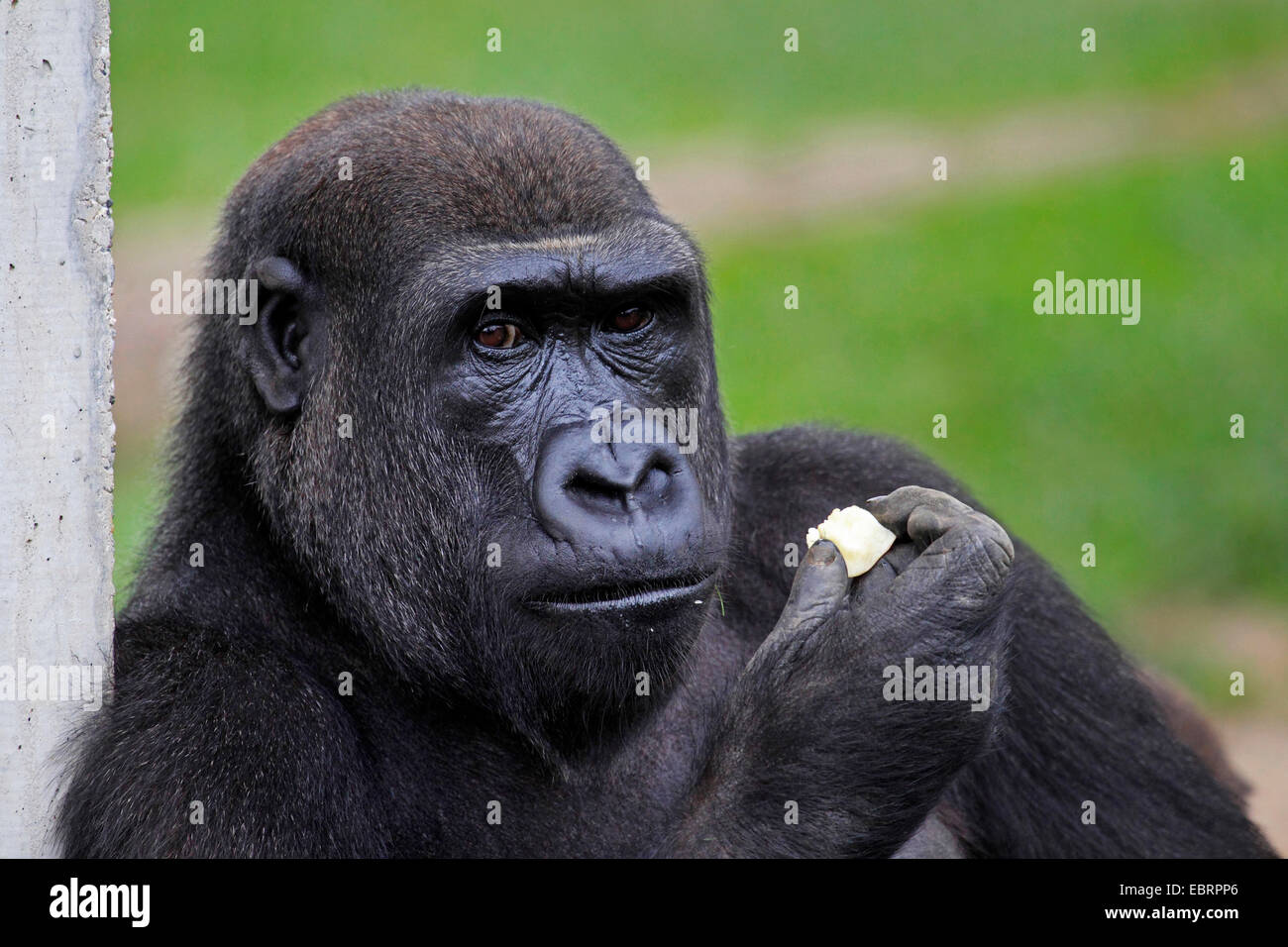 Flachlandgorilla (Gorilla Gorilla Gorilla), weibliche nachdenklich Obst essen Stockfoto