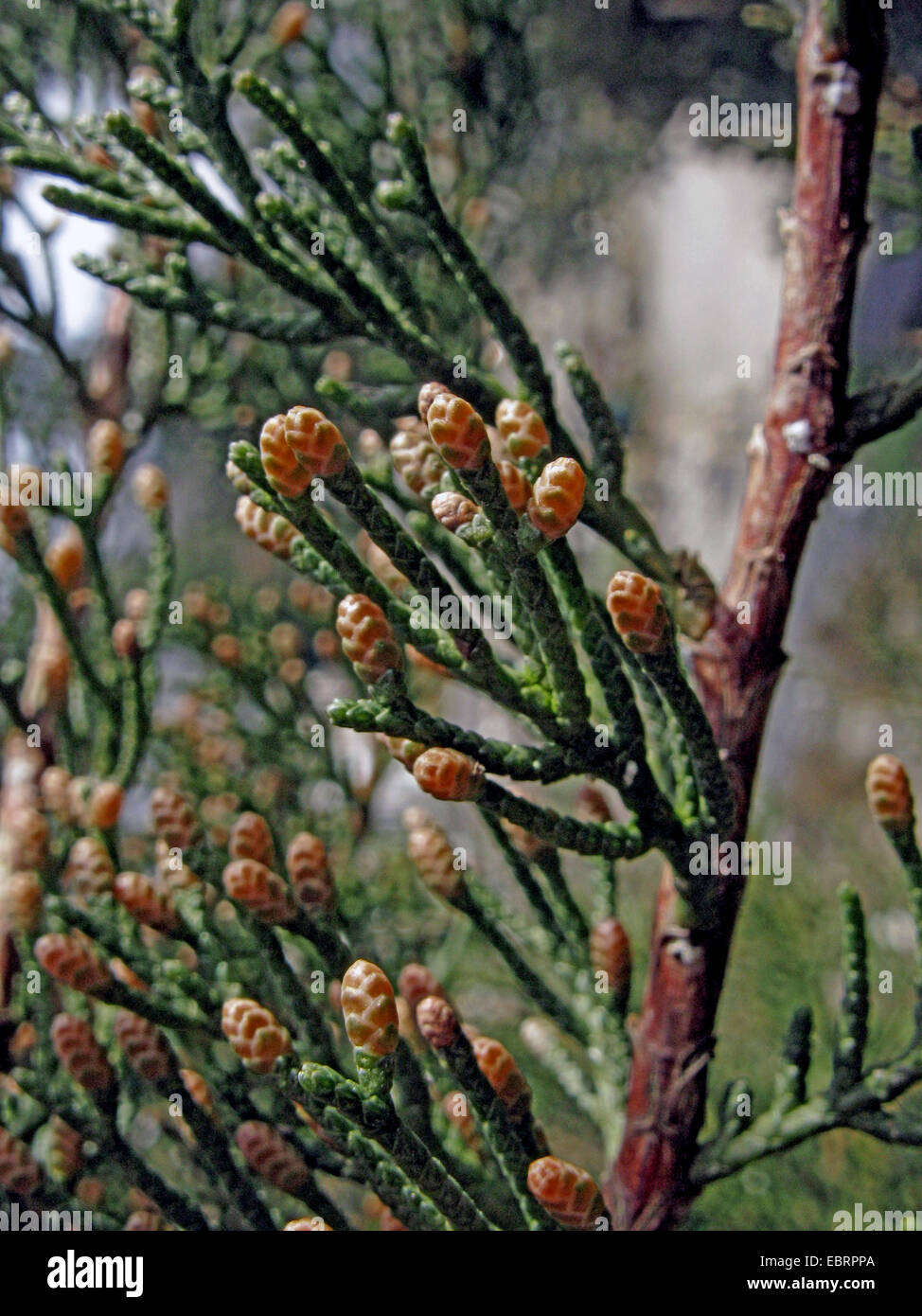 Italienische Zypresse (Cupressus Sempervirens), Zweig mit maleflowers Stockfoto