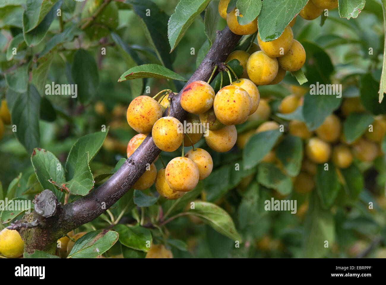 Pflaume (Prunus Domestica 'Nancymirabelle', Prunus Domestica Nancymirabelle), Pflaumen auf einem Baum, Sorte Nancymirabelle Stockfoto