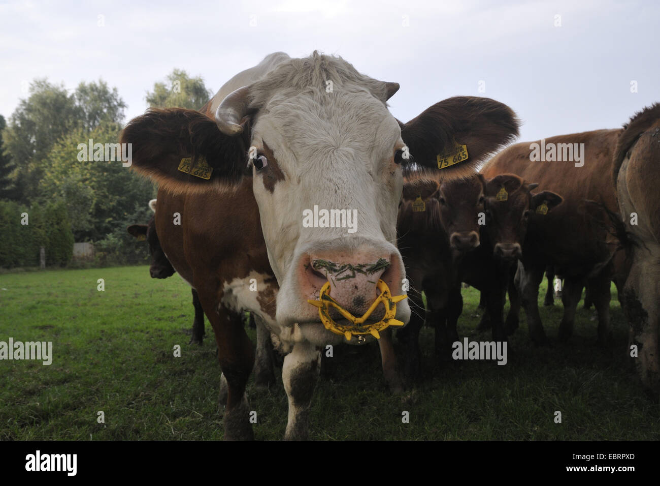 Limousin-Rinder, Hausrind (Bos Primigenius F. Taurus), Rinder mit Spikes Nase klingeln, Ruhrgebiet, Herne Stockfoto