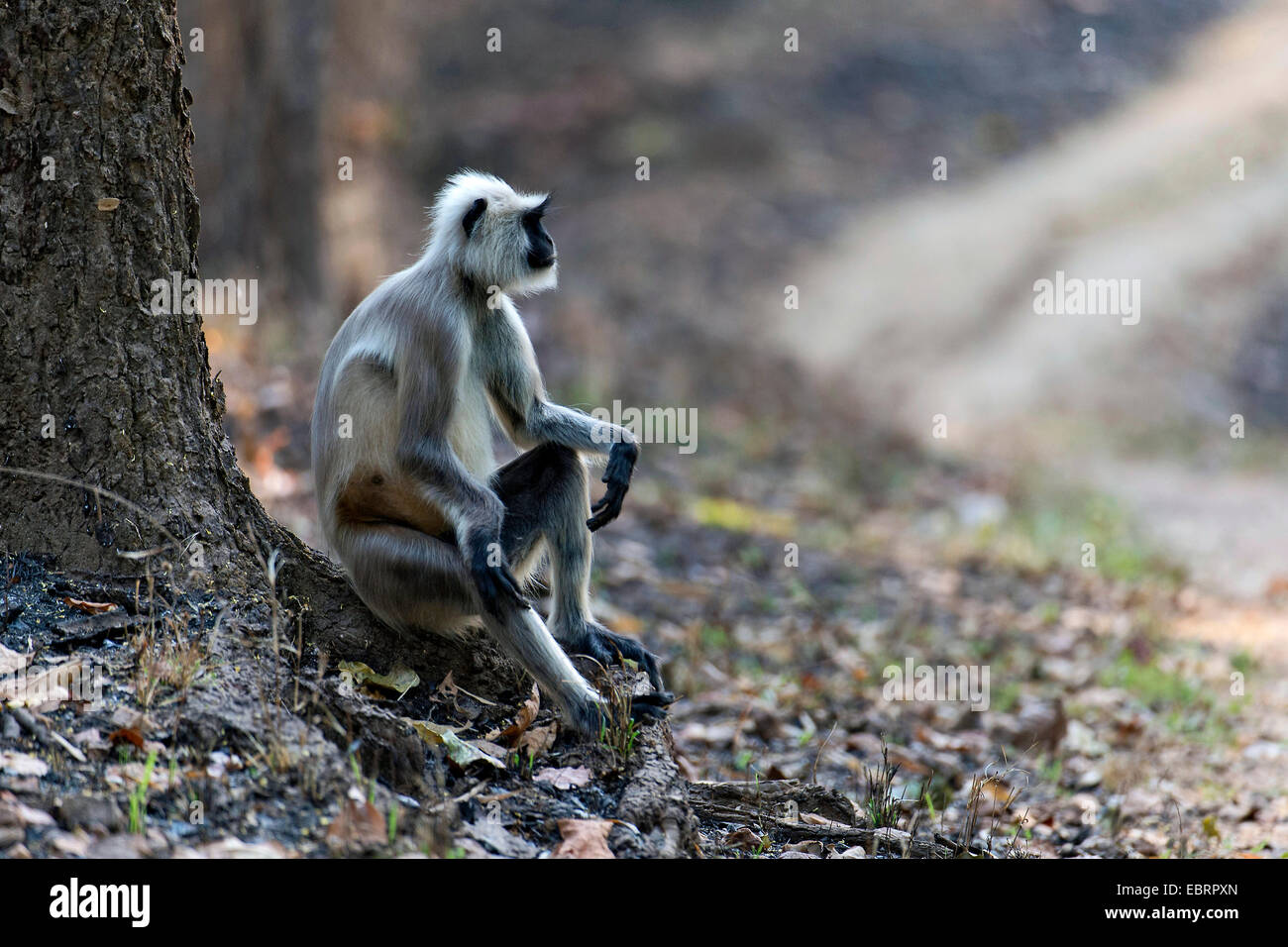 Südliche Tiefebene grau Languren, graue Languren Affen (Semnopithecus Dussumieri), sitzen auf einer Baumwurzel, Indien, Kanha Nationalpark Stockfoto