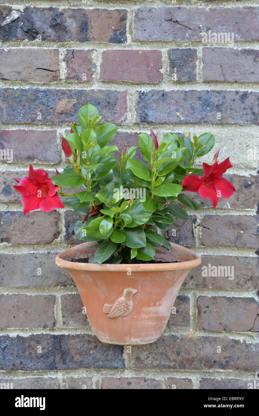Brasilianische Jasmine, Scarlet Pimpernel, Red Riding Hood (Mandevilla Sanderi, Dipladenia Sanderi), dekorative Blume in einen Blumentopf an einer Hauswand Stockfoto
