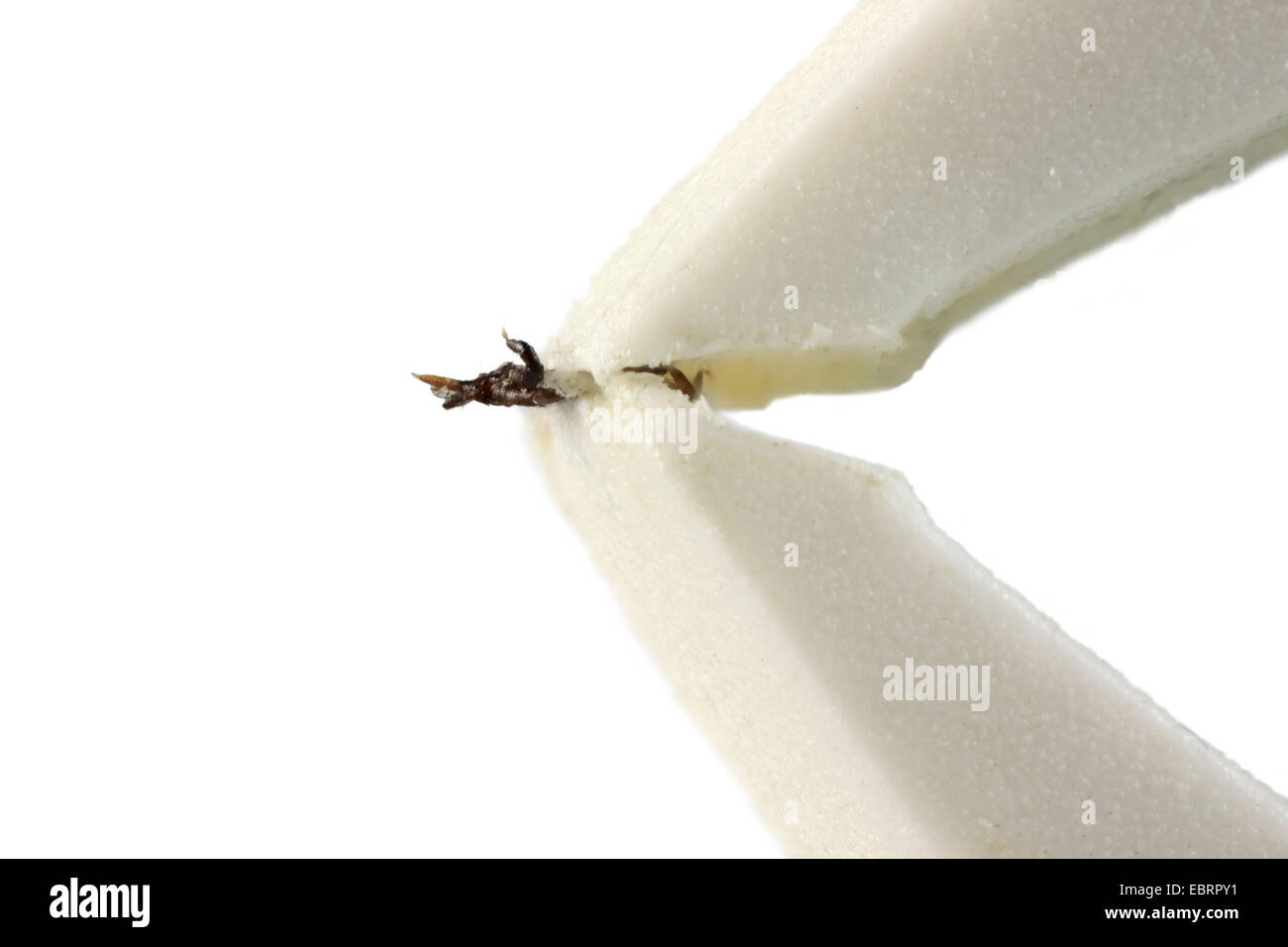 Europäische Rizinuspflanze Tick, europäischen Schafe Zecke (Ixodes Ricinus), Zecke in einem Zecken-Zangen Stockfoto