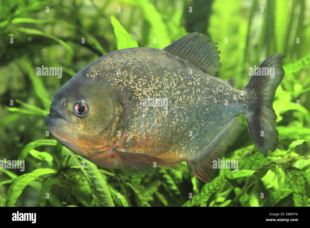 konvex-headed Piranha, Natterer Piranha, roter Piranha, rote Piranhas (Serrasalmus Nattereri, Pygocentrus Nattereri, Rooseveltiella Nattereri), Seitenansicht Stockfoto