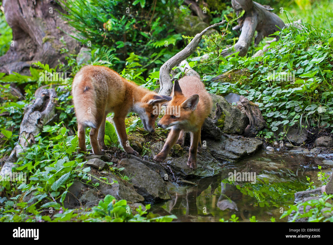 Rotfuchs (Vulpes Vulpes), zwei juvenile Füchse an einem Wald Teich, Schweiz, Sankt Gallen Stockfoto