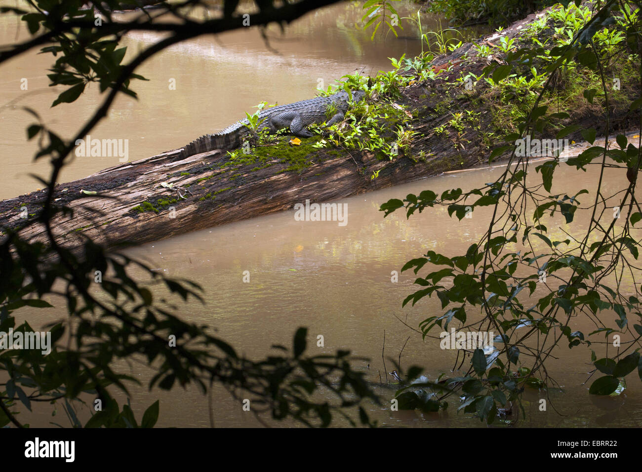 Siam-Krokodil (Crocodylus Siamensis), Sonnenbaden auf Totholz in einem Fluss, Thailand, Khao Yai Nationalpark Stockfoto