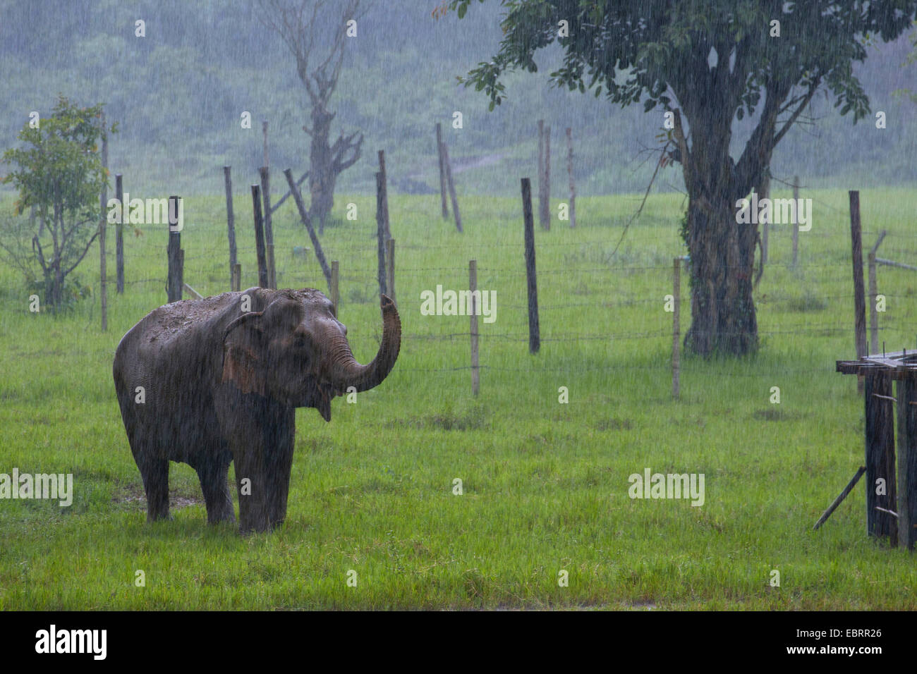 Asiatischer Elefant, Asiatischer Elefant (Elephas Maximus), im Freigehege in strömendem Regen, Thailand, Chiang Mai Stockfoto