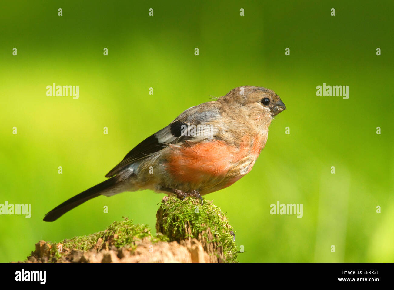 juvenile Männchen auf einen Baum Haken, Deutschland, Nordrhein-Westfalen, Nord Gimpel (Pyrrhula Pyrrhula), Gimpel, eurasischen Gimpel Stockfoto