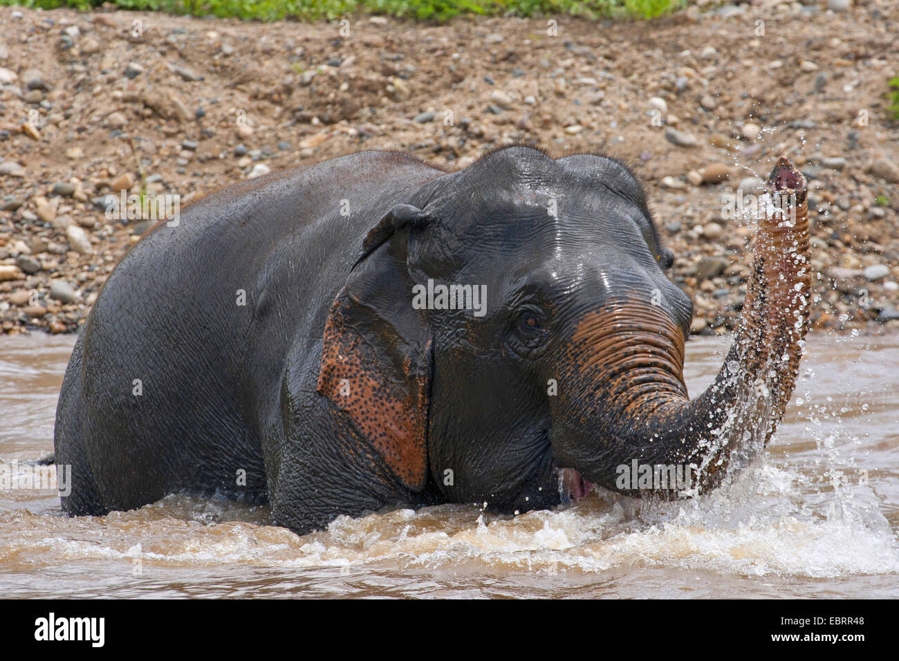 Asiatischer Elefant, Asiatischer Elefant (Elephas Maximus), Baden im Fluss, Thailand, Elephant Nature Park, Chiang Mai Stockfoto