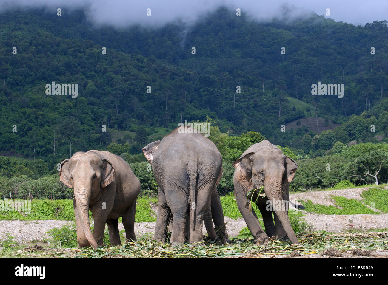 Asiatischer Elefant, Asiatischer Elefant (Elephas Maximus), drei Elefanten füttern, Thailand, Elephant Nature Park, Chiang Mai Stockfoto